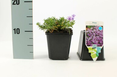 Lyngfloks Phlox subulata 'Purple Beauty' 5-10 potte P9 Phlox subulata 'Purple Beauty'