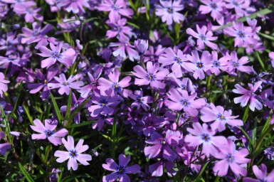 Lyngfloks Phlox subulata 'Purple Beauty' 5-10 potte P9