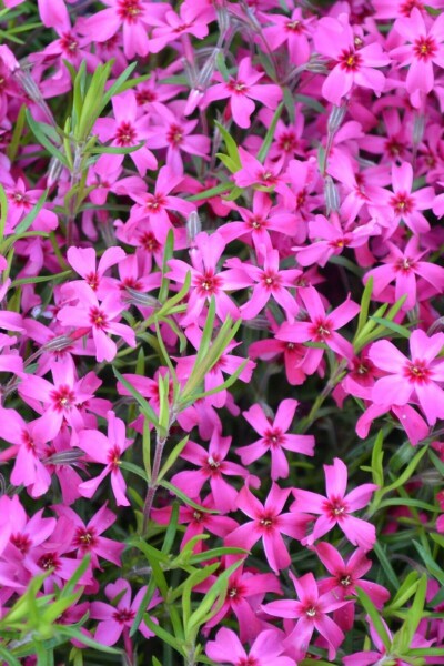 Lyngfloks Phlox subulata 'Scarlet Flame' 5-10 potte P9 Phlox subulata 'Scarlet Flame'