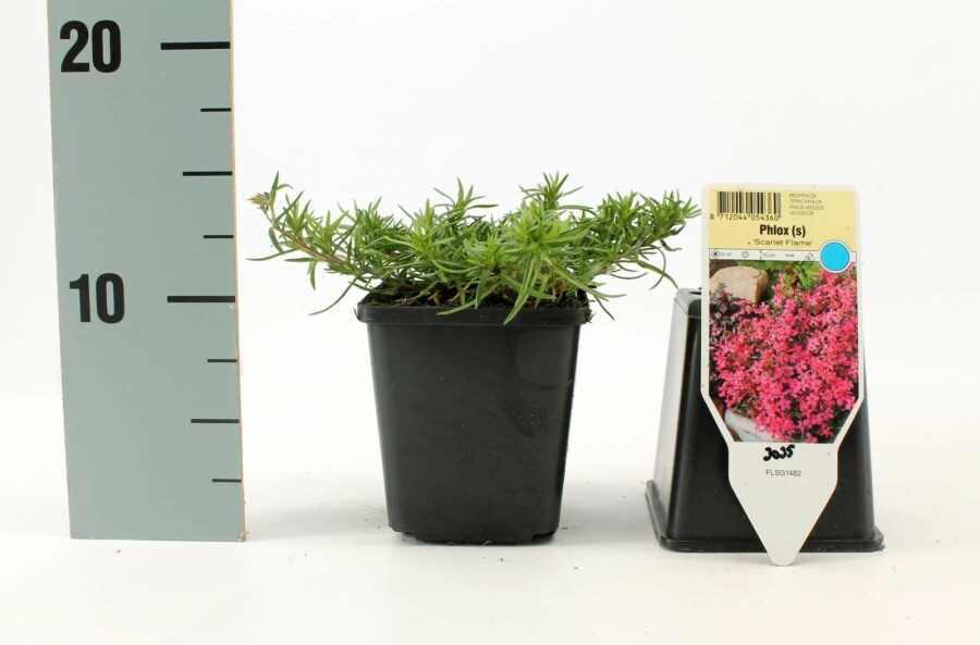Lyngfloks Phlox subulata 'Scarlet Flame' 5-10 potte P9 Phlox subulata 'Scarlet Flame'