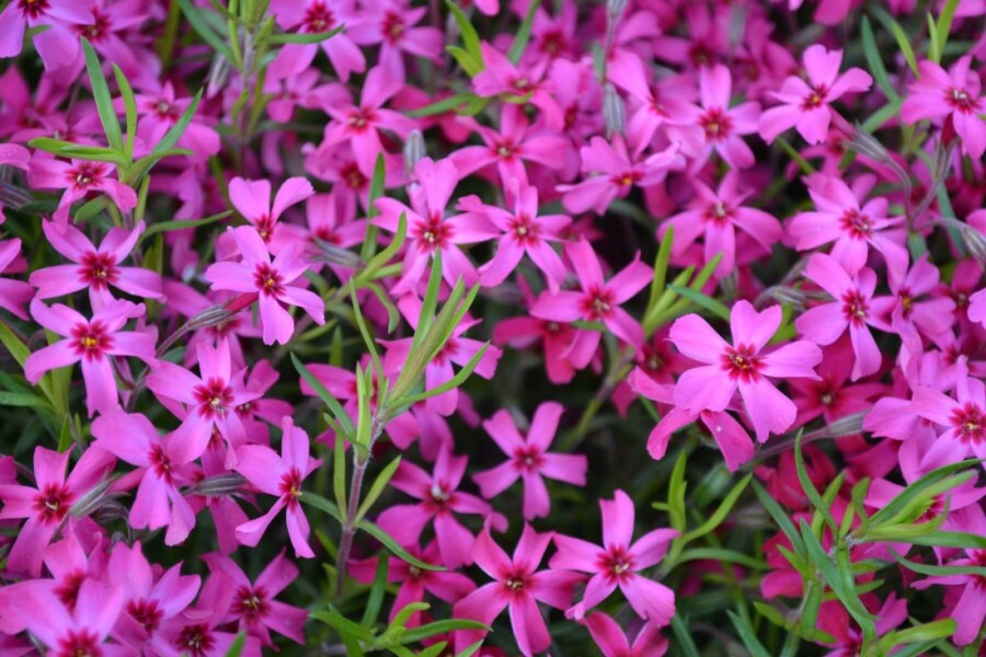 Lyngfloks Phlox subulata 'Scarlet Flame' 5-10 potte P9 Phlox subulata 'Scarlet Flame'