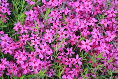 Lyngfloks Phlox subulata 'Scarlet Flame' 5-10 potte P9 Phlox subulata 'Scarlet Flame'