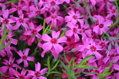 Lyngfloks Phlox subulata 'Scarlet Flame' 5-10 potte P9 Phlox subulata 'Scarlet Flame'