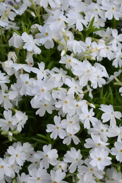 Lyngfloks Phlox subulata 'White Delight' 5-10 potte P9 Phlox subulata 'White Delight'