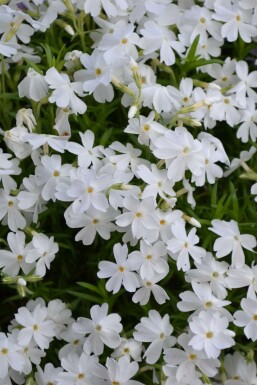 Lyngfloks Phlox subulata 'White Delight' 5-10 potte P9