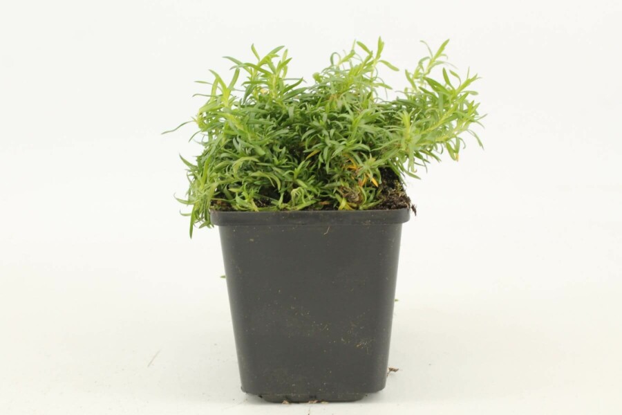 Lyngfloks Phlox subulata 'White Delight' 5-10 potte P9 Phlox subulata 'White Delight'