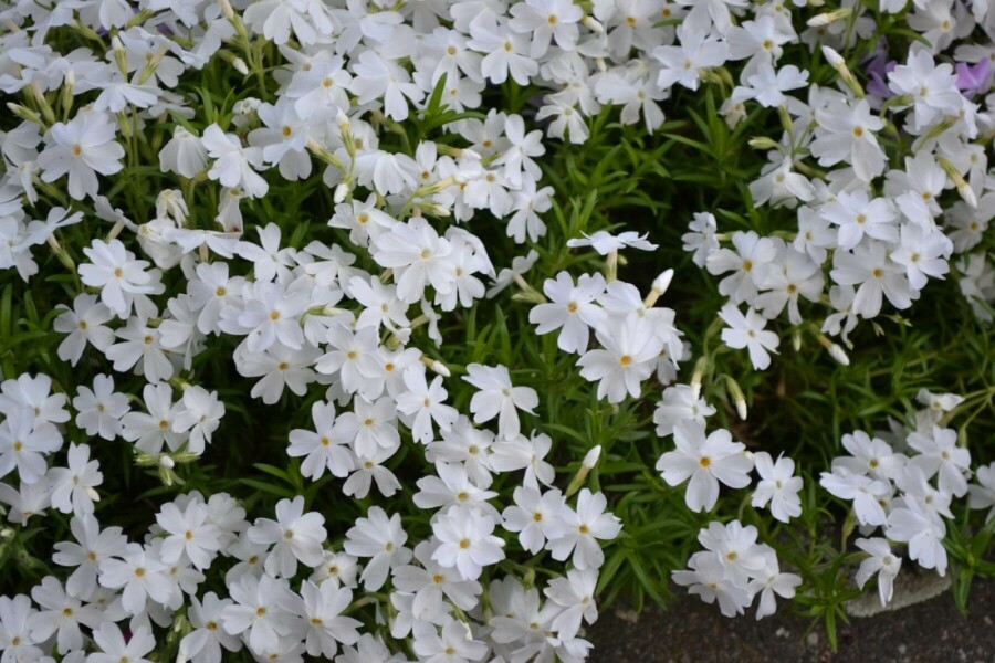 Lyngfloks Phlox subulata 'White Delight' 5-10 potte P9 Phlox subulata 'White Delight'