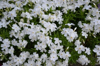 Lyngfloks Phlox subulata 'White Delight' 5-10 potte P9 Phlox subulata 'White Delight'