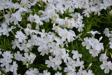 Lyngfloks Phlox subulata 'White Delight' 5-10 potte P9 Phlox subulata 'White Delight'