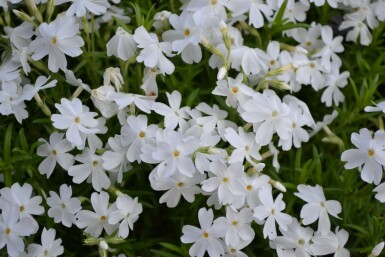 Lyngfloks Phlox subulata 'White Delight' 5-10 potte P9 Phlox subulata 'White Delight'