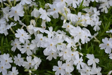 Lyngfloks Phlox subulata 'White Delight' 5-10 potte P9