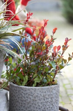 Glansmispel Photinia × fraseri 'Little Red Robin' busk 20-30 potte C2