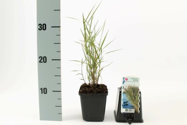Tagrør Phragmites australis 5-10 potte P9 Phragmites australis