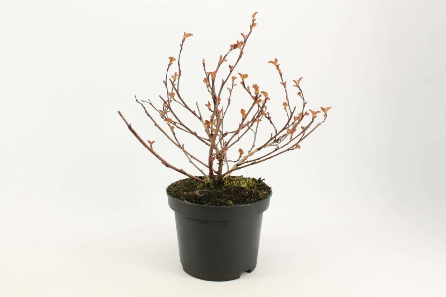 Amerikansk blærespiræa Physocarpus opulifolius 'Diabolo' busk 30-40 potte C3 Physocarpus opulifolius 'Diabolo' busk 30-40 cm