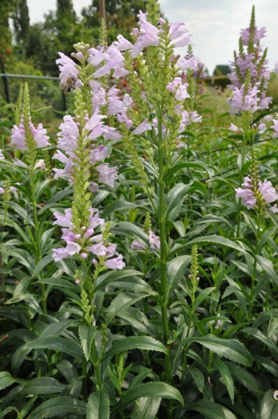 Drejeblomst Physostegia virginiana 'Bouquet Rose' 5-10 potte P9 Physostegia virginiana 'Bouquet Rose'