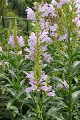 Drejeblomst Physostegia virginiana 'Bouquet Rose' 5-10 potte P9 Physostegia virginiana 'Bouquet Rose'