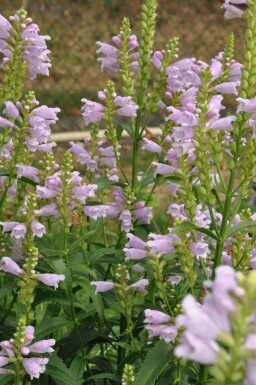 Drejeblomst Physostegia virginiana 'Bouquet Rose' 5-10 potte P9 Physostegia virginiana 'Bouquet Rose'