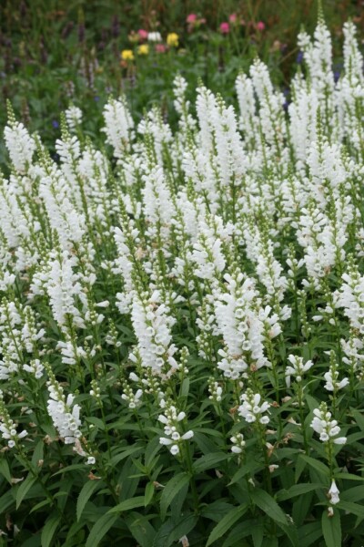 Drejeblomst Physostegia virginiana 'Summer Snow' 5-10 potte P9 Physostegia virginiana 'Summer Snow'
