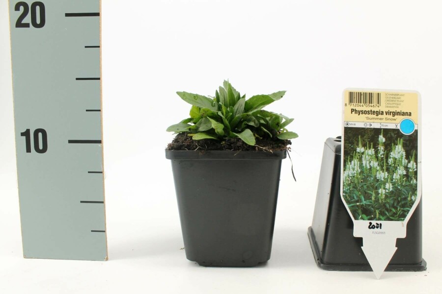 Drejeblomst Physostegia virginiana 'Summer Snow' 5-10 potte P9 Physostegia virginiana 'Summer Snow'