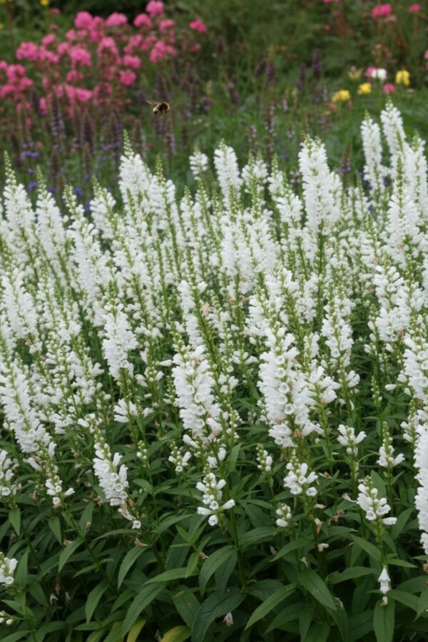 Drejeblomst Physostegia virginiana 'Summer Snow' 5-10 potte P9 Physostegia virginiana 'Summer Snow'