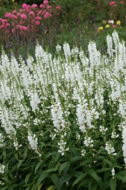 Drejeblomst Physostegia virginiana 'Summer Snow' 5-10 potte P9 Physostegia virginiana 'Summer Snow'