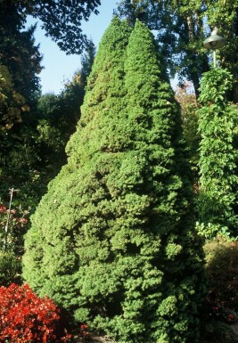 Hvidgran Picea glauca 'Conica Perfecta' busk 20-30 potte C2