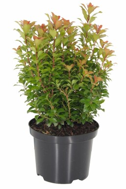 Japansk Pieris Pieris japonica 'Little Heath Green' busk 15-20 potte C2