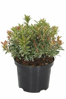 Japansk Pieris Pieris japonica 'Little Heath' busk 15-20 potte C2