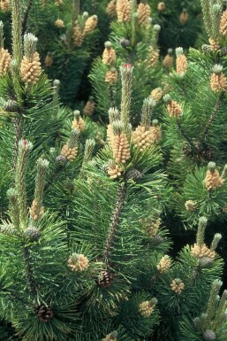 Bjergfyr Pinus mugo busk 20-30 potte C2