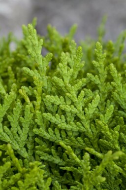 Platycladus orientalis 'Aurea Nana' C2 20-30