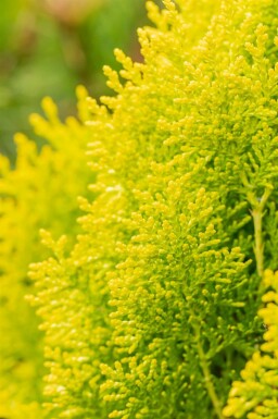 Platycladus orientalis 'Aurea Nana' C2 20-30