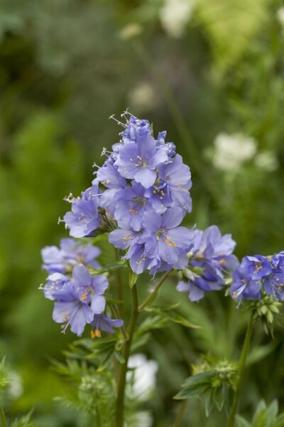 Almindelig jakobsstige Polemonium caeruleum 15-20 potte P9 Polemonium caeruleum