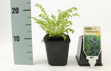 Almindelig jakobsstige Polemonium caeruleum 15-20 potte P9 Polemonium caeruleum