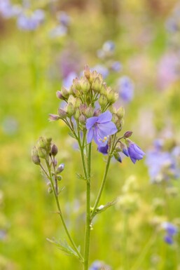 Almindelig jakobsstige Polemonium caeruleum 15-20 potte P9 Polemonium caeruleum