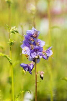 Almindelig jakobsstige Polemonium caeruleum 15-20 potte P9 Polemonium caeruleum