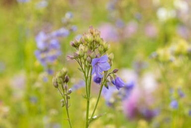 Almindelig jakobsstige Polemonium caeruleum 15-20 potte P9 Polemonium caeruleum