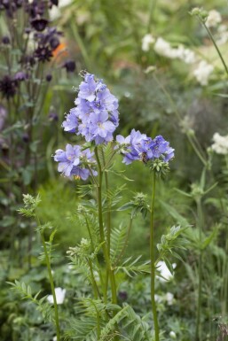 Almindelig jakobsstige Polemonium caeruleum 15-20 potte P9 Polemonium caeruleum