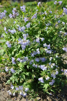 Krybende jakobsstige Polemonium reptans 'Blue Pearl' 5-10 potte P9 Polemonium reptans 'Blue Pearl'