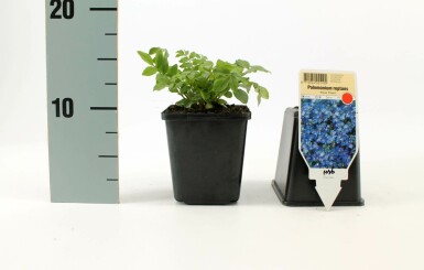 Krybende jakobsstige Polemonium reptans 'Blue Pearl' 5-10 potte P9 Polemonium reptans 'Blue Pearl'
