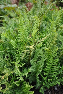 Almindelig engelsød Polypodium vulgare 5-10 potte P9 Polypodium vulgare