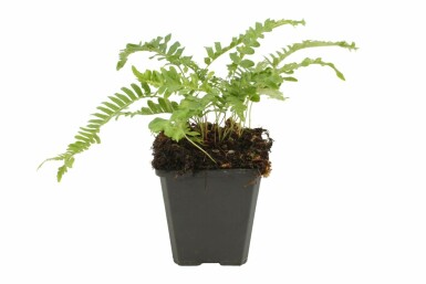 Almindelig engelsød Polypodium vulgare 5-10 potte P9 Polypodium vulgare