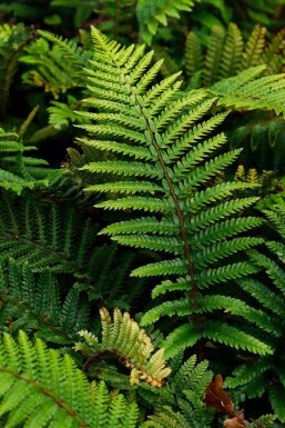 Japansk mosbregne Polystichum polyblepharum 5-10 potte P9 Polystichum polyblepharum
