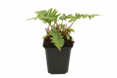 Japansk mosbregne Polystichum polyblepharum 5-10 potte P9 Polystichum polyblepharum