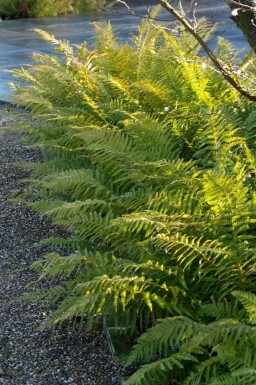 Kirkegårdsbregne Polystichum setiferum 5-10 potte P9 Polystichum setiferum