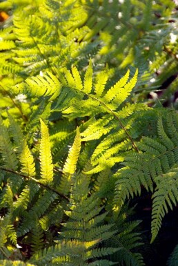 Kirkegårdsbregne Polystichum setiferum 5-10 potte P9 Polystichum setiferum
