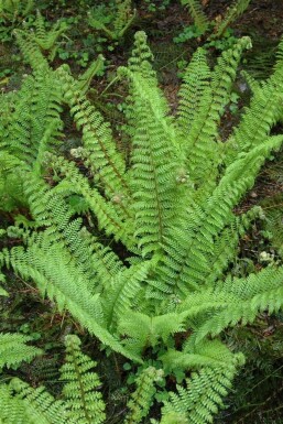 Kirkegårdsbregne Polystichum setiferum 'Herrenhaus' 5-10 potte P9 Polystichum setiferum 'Herrenhaus'