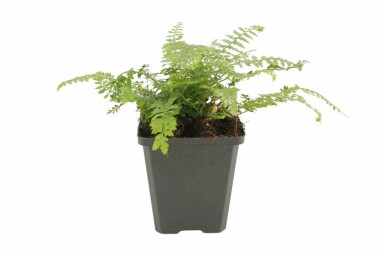 Kirkegårdsbregne Polystichum setiferum 'Herrenhaus' 5-10 potte P9 Polystichum setiferum 'Herrenhaus'