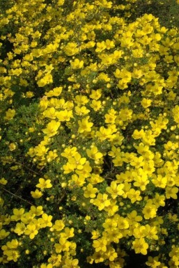 Gul potentil Potentilla aurea 5-10 potte P9 Potentilla aurea