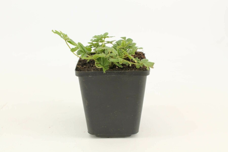 Gul potentil Potentilla aurea 5-10 potte P9 Potentilla aurea