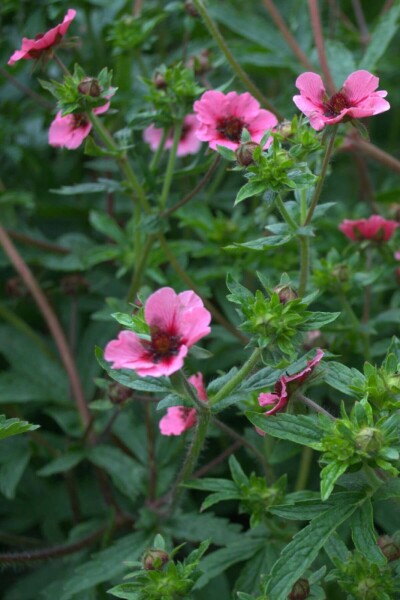 Indisk potentil Potentilla nepalensis 'Miss Willmott' 5-10 potte P9 Potentilla nepalensis 'Miss Willmott'